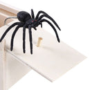 Spider Box - The classic for the prank king/queen!