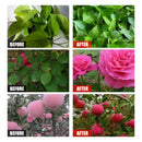 Plant food solution 