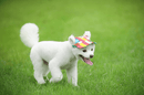 Round Edge Dog Cap