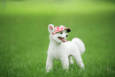 Round Edge Dog Cap
