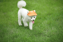Round Edge Dog Cap