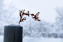 Metal Hummingbird Art Yard